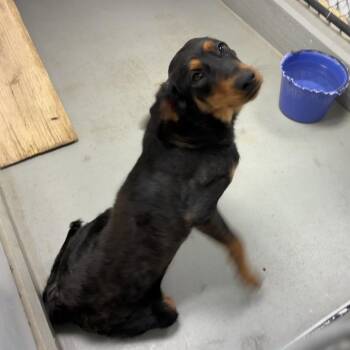 Smiley -  Shepherd and Black And Tan Coonhound Dog for Adoption in Morganfield, Kentucky - Smiley | PetCurious