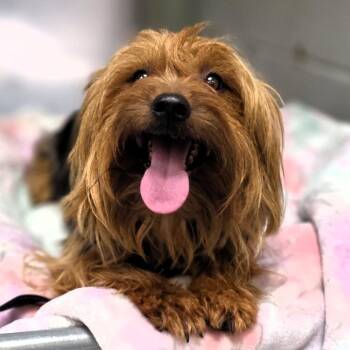 Mochi -  Yorkshire Terrier Dog for Adoption in Michigan City, Indiana - Mochi | PetCurious