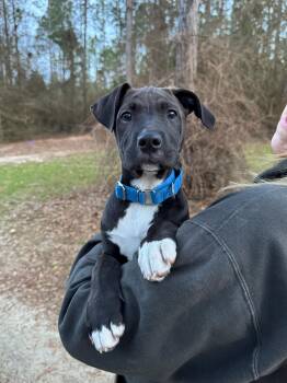 Mixed Breed Dogs Available for Adoption - Sparky  | PetCurious