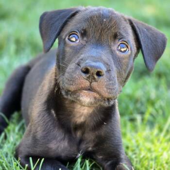 Ranger -  Mixed Breed Dog for Adoption in East Peoria, Illinois - Ranger | PetCurious