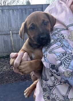 Labrador Retriever Dogs Available for Adoption in Bull Valley, Illinois - Paprika | PetCurious