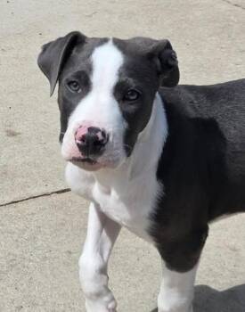 American Staffordshire Terrier and Terrier Dogs Available for Adoption - Ruben The Bully Mix Puppy | PetCurious