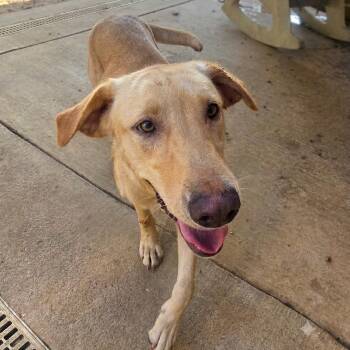 Daisy -  Yellow Labrador Retriever Dog for Adoption in Athens, Alabama - Daisy | PetCurious