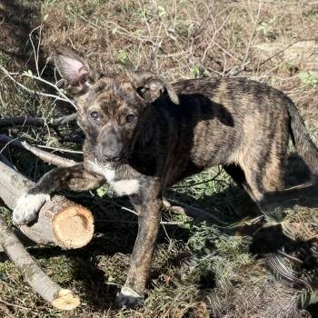 Emeprev (Courtesy Post) -  Chiweenie and French Bulldog Dog for Adoption in Nerstrand, Minnesota - Emeprev (Courtesy Post) | PetCurious