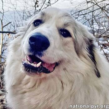 Hope in MA - Loves Toys & Belly Rubs -  Great Pyrenees Dog for Adoption in Beacon, New York - Hope In MA - Loves Toys & Belly Rubs | PetCurious