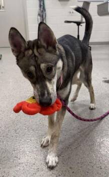 Disco -  Shepherd and Mixed Breed Dog for Adoption in Fishers, Indiana - Disco | PetCurious