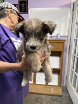 Junie -  Mixed Breed Dog for Adoption in West Chester, Pennsylvania - Junie | PetCurious