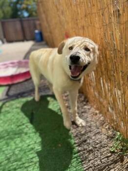 Yellow Labrador Retriever and Husky Dogs Available for Adoption - Jasper | PetCurious