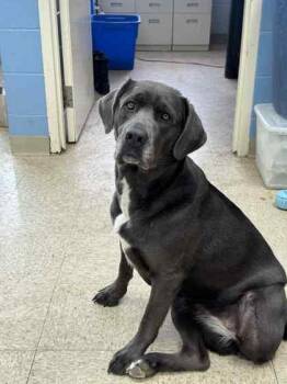 Labrador Retriever and Mixed Breed Dogs Available for Adoption - Missy Ann *Special Needs* | PetCurious