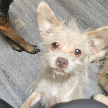 Naomi -  Chihuahua Dog for Adoption in Chicago, Illinois - Naomi | PetCurious