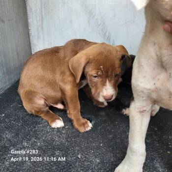 American Staffordshire Terrier Dogs Available for Adoption in San Antonio, Texas - MARCO | PetCurious