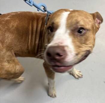 Echo 1325-26 -  Pit Bull Terrier and Mixed Breed Dog for Adoption in Cumming, Georgia - Echo 1325-26 | PetCurious