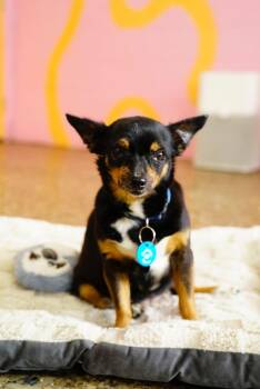 Rescue Chihuahua and Miniature Pinscher Dogs for Adoption in Pasadena, California - Hilda | PetCurious