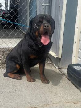 Rottweiler Dogs Available for Adoption in Elko, Nevada - Zues/55879383 | PetCurious