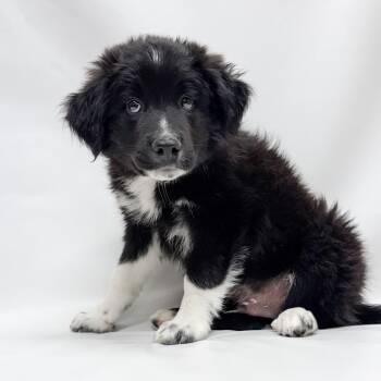 802 (2026) -  Australian Shepherd and Mixed Breed Dog for Adoption in Parker, Colorado - 802 (2026) | PetCurious
