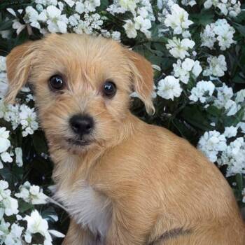 Terrier Dogs Available for Adoption - Hawn | PetCurious