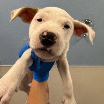 Naomi -  Mixed Breed Dog for Adoption in Las Cruces, New Mexico - Naomi | PetCurious