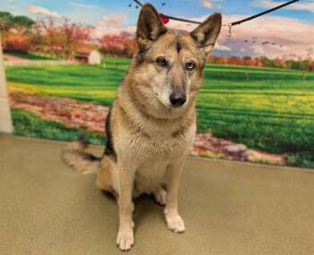 Rescue German Shepherd Dog and Siberian Husky Dogs for Adoption in Moreno Valley, California - NEBULA | PetCurious