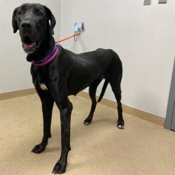 Great Dane Dogs Available for Adoption in Aurora, Colorado - NINA | PetCurious
