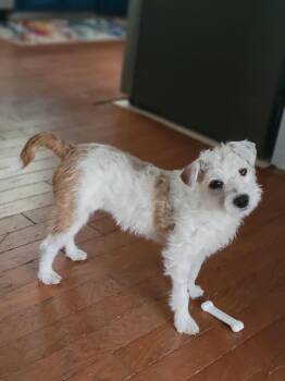 Poppy -  Parson Russell Terrier Dog for Adoption in Durham, North Carolina - Poppy | PetCurious