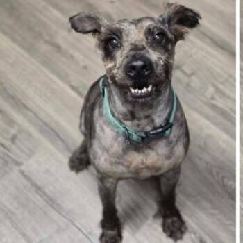 Rook -  Schnauzer and Mixed Breed Dog for Adoption in Tacoma, Washington - Rook | PetCurious