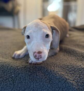 Pit Bull Terrier Dogs Available for Adoption in Felton, Pennsylvania - Tiramisu | PetCurious