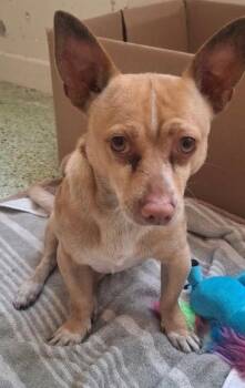 Chihuahua Dogs Available for Adoption in St. Augustine, Florida - Gordo | PetCurious
