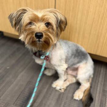 Taco -  Mixed Breed Dog for Adoption in Sarasota, Florida - Taco | PetCurious