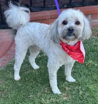 Miniature Poodle Dogs Available for Adoption - TOBY | PetCurious