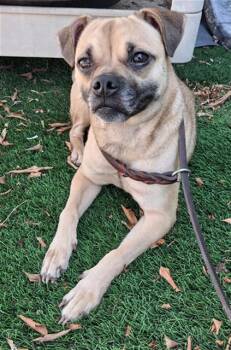 HAZEL -  Pug and Mixed Breed Dog for Adoption in Chula Vista, California - HAZEL | PetCurious