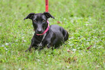 Rescue Labrador Retriever Dogs for Adoption in Brick Township, New Jersey - Lexi | PetCurious