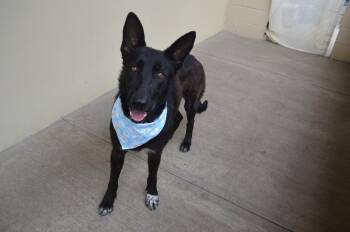 German Shepherd Dog Dogs Available for Adoption in Mckinney, Texas - Valeticta | PetCurious