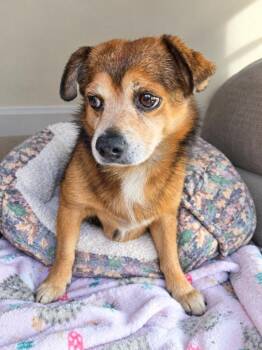 Bemo -  Jack Russell Terrier and Chihuahua Dog for Adoption in St. Augustine, Florida - Bemo | PetCurious