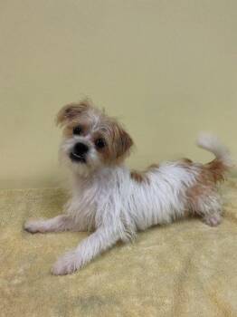 Chestnut aka Barkley -  Terrier Dog for Adoption in Fort Pierce, Florida - Chestnut Aka Barkley | PetCurious