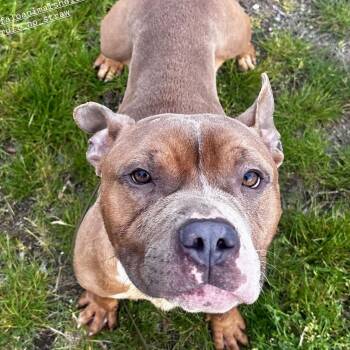 American Bully Dogs Available for Adoption in Buffalo, New York - Bunny | PetCurious