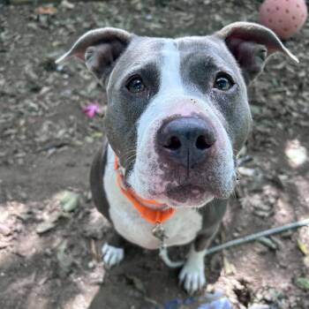 Finesse -  Pit Bull Terrier Dog for Adoption in Austin, Texas - Finesse | PetCurious