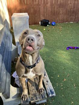 Rescue Pit Bull Terrier Dogs for Adoption in Binghamton, New York - Jojo | PetCurious