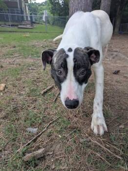 Brindy -  Hound Dog for Adoption in Little Rock, Arkansas - Brindy | PetCurious