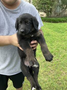 Mixed Breed Dogs Available for Adoption in Dallas, Texas - EVELYN | PetCurious