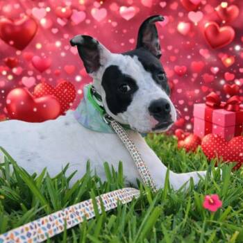 Mixed Breed Dogs Available for Adoption - Annie | PetCurious