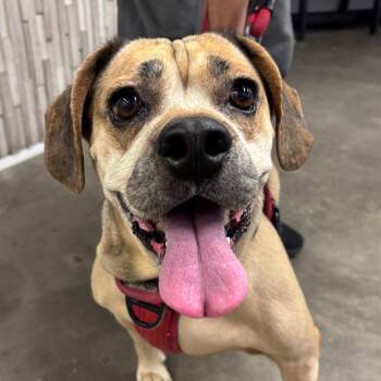 Daisy 2 -  Pug and Beagle Dog for Adoption in Tampa, Florida - Daisy 2 | PetCurious