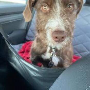 Hound Dogs Available for Adoption - Ellie | PetCurious