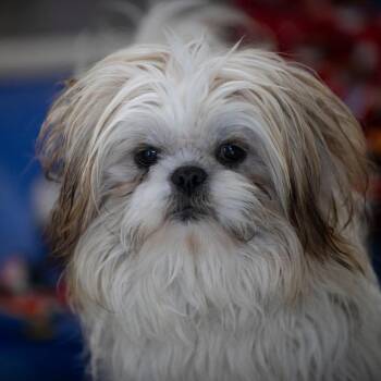 Shih Tzu Dogs Available for Adoption - Gilbert (F26-43) | PetCurious