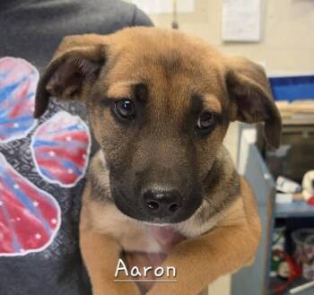 Hound Dogs Available for Adoption in Washington, District Of Columbia - Babe Aaron | PetCurious