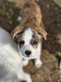 Amsterdam -  Australian Shepherd and Mixed Breed Dog for Adoption in Carthage, Missouri - Amsterdam | PetCurious