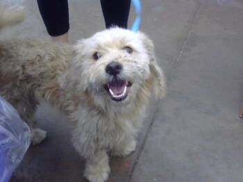 MISHU -  Mixed Breed Dog for Adoption in Dallas, Texas - MISHU | PetCurious