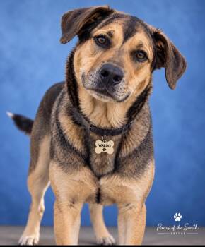 Waldo -  German Shepherd Dog and Hound Dog for Adoption in Cumming, Georgia - Waldo | PetCurious