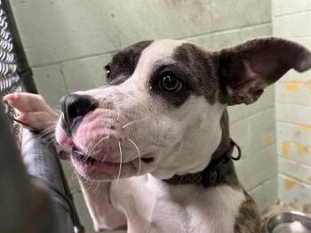 Pit Bull Terrier Dogs Available for Adoption in Stockton, California - VENELLOPE | PetCurious