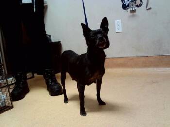 NEGRA -  Chihuahua and Mixed Breed Dog for Adoption in Martinez, California - NEGRA | PetCurious