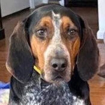 Bluetick Coonhound Dogs Available for Adoption - River (KY) | PetCurious